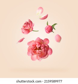 Beautiful peony flowers flying on pink background Foto stock