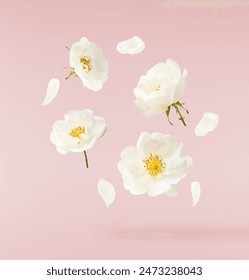 ピンクの背景に美しい白い英語のバラが空中に落ちる。の写真素材