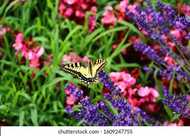 The beauty in nature is the colors, animals and flowers. Love this colorful backgrounds and macro photography. It reflects the happiness, summer and warm weather.  Stock Photo