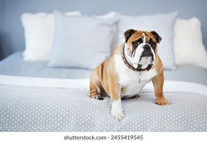 Bed, pet and portrait of dog in home to relax for adorable, cute and lying down in house or apartment. Adoption, rescue and bulldog in bedroom comfortable for sleeping, resting and calm on weekend ภาพถ่ายสต็อก