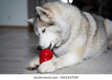 Стоковая фотография: The beige fawn husky with multi-colored blue eyes lies on the carpet and chews a red rubber toy with edible filling