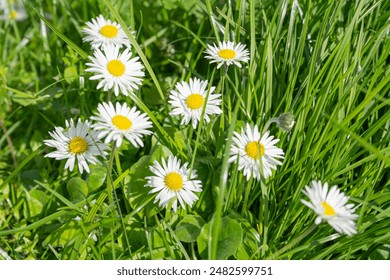 緑の芝生の中で一般的なデイジー、緑の芝生のテクスチャ背景に芝生のデイジーや英語のデイジーBellis perennis。明るく明るい花のバナー、コピー用スペース付きの自然な夏のモックアップの写真素材