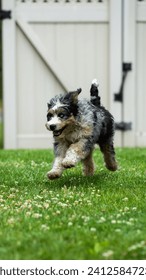 白いスリのフェンスの近くの緑の芝生でベルネードゥードル犬が楽しく遊んで食べましたの写真素材
