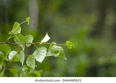Birch branches are blessed on Trinity Sunday during the festive service. Trinity (Pentecost) is one of the important Orthodox holidays. Green birch leaves on a blurred background. Stockfotó