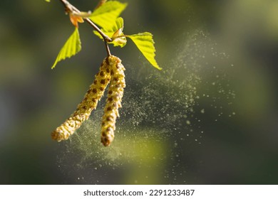 Birch pollen, blown up by the wind, is a strong allergen Stock Photo
