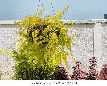 Boston ferns are grown in pots for hanging as a decoration in front of the house for shade. Stock-foto