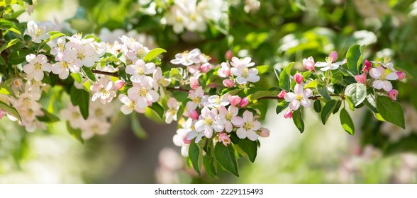 Blooming apple tree in the spring garden. Close up of white flowers on a tree Stock Photo