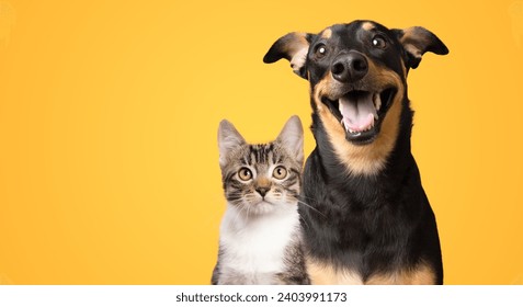 Black and brown dog and cat portrait together on yellow background isolated ภาพถ่ายสต็อก