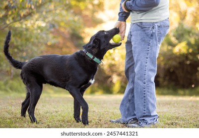 A black Retriever mixed breed dog playing fetch and giving a ball to a person: stockfoto