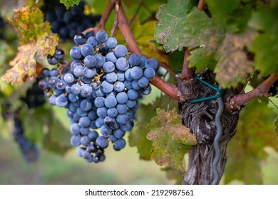 ブドウ畑の青いつるブドウ。収穫の赤ワインを作るためのカベルネ・フランのブドウ。ハンガリーの秋のブドウ畑で凍結ブドウの木の詳細なビューの写真素材