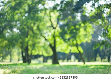 blurred forest green background material – Ảnh có sẵn