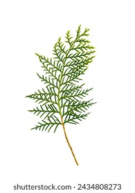 Branch of thuja isolated on white background. thuja branch. White Cedar Foliage Fragment (Thuja Occidentalis Leaves). Medicinal Plant. Isolated on White.