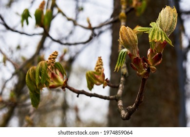 Branches of trees and bushes with buds and first leaves in spring  Stock Photo