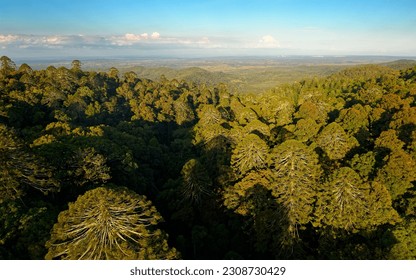 Bunya Mountains National Park in Queensland Australia, section of Great Dividing Range covered with ancient conifer rainforest, various timbers including red cedar, bunya pine and hoop pine.  Stock-foto