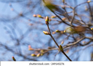 Buds on a tree at the spring time Stock Photo