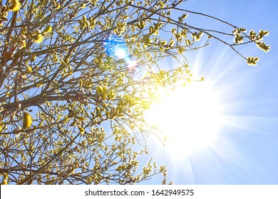 Buds on trees in sunny spring. Tree bloom after winter, background of the sun and blue sky. Flowering branches of willows in rays sun. Stock Photo