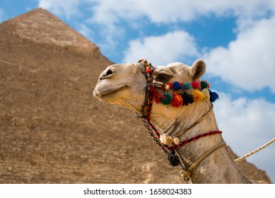 Camel Giza Piramids. close up of a camel's head at the pyramids near cairo, egypt. A camel peacefully resting with the Giza Piramids as background.  Foto stock
