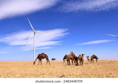 Camels on a wind farm in the desert of Jordan in Middle East: stockfoto