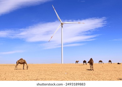 Camels on a wind farm in the desert of Jordan in Middle East: stockfoto