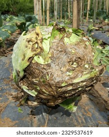 cabbage in the field attacked by bacterial soft rot Arkistovalokuva