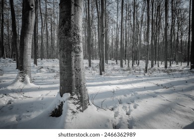 A captivating photo of a beech forest in winter, with snow blanketing the ground and bare trees. The serene and peaceful scene highlights the quiet beauty of the wintry landscape. Foto stock