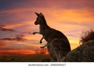 Capturez l'essence de la faune emblématique de l'Australie avec cette charmante photo d'un kangourou dans son habitat naturel. Avec son allure de saute-mouton et ses caractéristiques adorables. : photo de stock