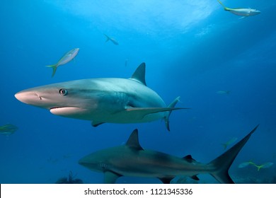Caribbean reef shark. - Φωτογραφία στοκ