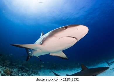 Caribbean reef shark close encounter in Bahamas - Φωτογραφία στοκ