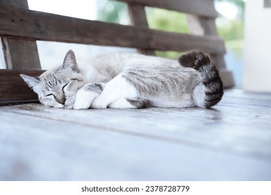 猫が寝てしっぽを振っている。の写真素材