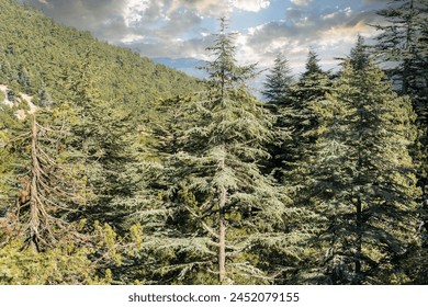 Стоковая фотография: Cedar tree forests. Mediterranean Taurus mountain range. 1200m. Cedar trees at height.