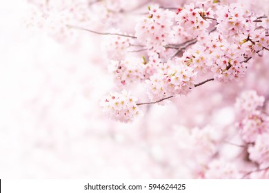 Cherry blossom in full bloom. Cherry flowers in small clusters on a cherry tree branch, fading in to white. Shallow depth of field. Focus on center flower cluster. Stock Photo