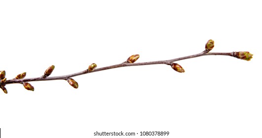 Cherry tree branch with swollen buds on isolated white background. Stock Photo