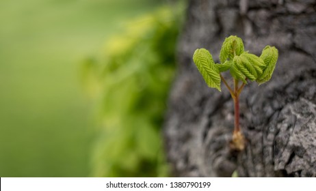 Chestnut leaves budding on a tree trunk
 Stock Photo