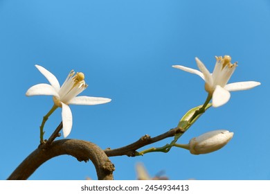 Citrus tree blossom. Orange blossom on a tree in orchard and the sun's rays against the blue sky. Flower of satsuma orange Stock Photo