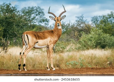 Common Impala horned male full frame ground level in Kruger National park, South Africa ; Specie Aepyceros melampus family of Bovidae Foto Stok