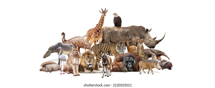 Composite of a large group of wildlife zoo animals together over a white horizontal web banner or social media cover Foto Stock