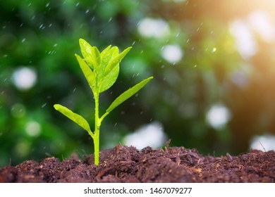 Concept of nature conservation, 
Small trees growing up to grow into large trees We should help each other to maintain and help grow a lot of trees. For good weather and beautiful nature. Stock Photo