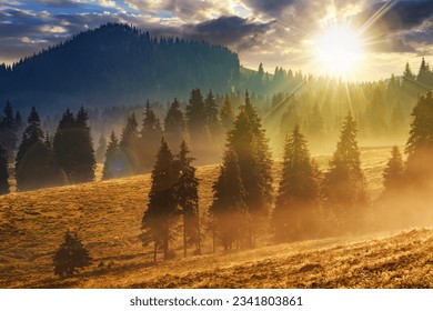 ルーマニアの山の針葉樹林で夕暮れ時に冷たい朝の霧。夕暮れの光の中で美しい田園風景の写真素材