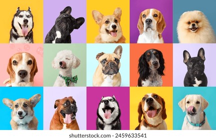 Collage of many different dogs on color background 库存照片