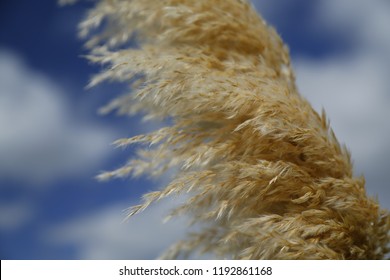 A close up of the wheat head of the toe toe plant with the sky. Stock-foto