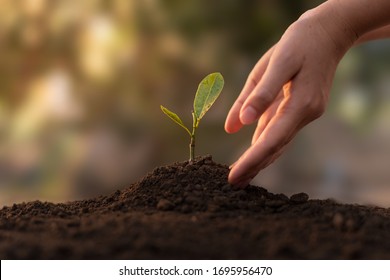 Close up Woman's hands planting seedlings on the ground in a clear morning. The concept of growing plants in nature Stock Photo
