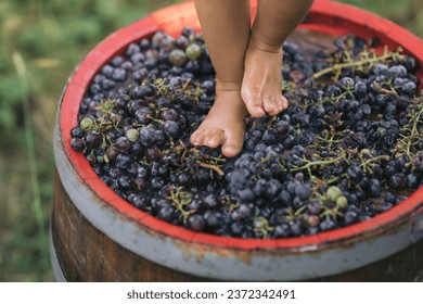 幼児の足の接写またはブドウを踏みつける。伝統的なワイン生産の概念の写真素材