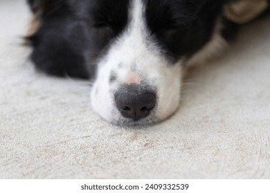 Close up of the border collie puppy nose. Close up of a dog's snout. Dog lying on a concrete floor.: stockfoto