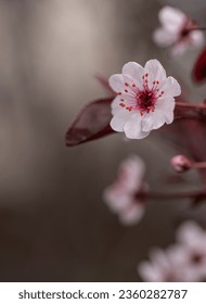 Close up of blossom on a flowering sand cherry tree in the spring. Foto stock