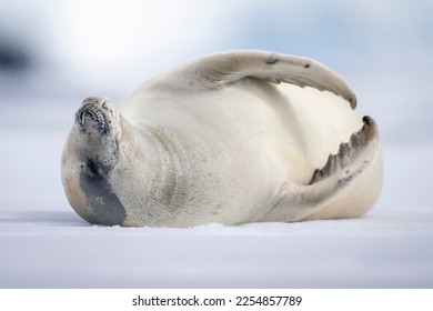 Crabeater seal Lobodon carcinophagaの接写は、南極の氷床に眠るように横たわっていますの写真素材