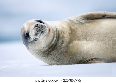 Crabeater sealの接写Lobodon carcinophaga横になってカメラを見る，南極の写真素材