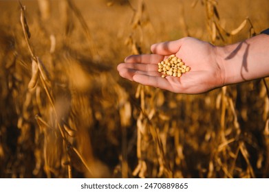 Primer plano de la mano del agricultor sosteniendo vaina de soja madura en campo cultivado Foto de stock