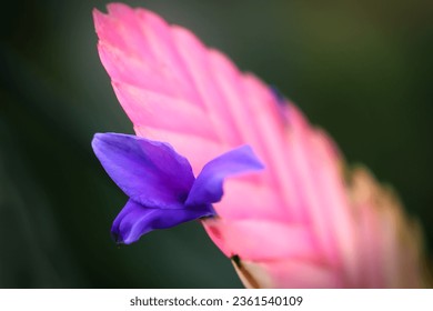 Close up image of blooming purple flower on pink quill plant Stock-foto