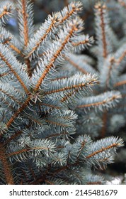 Close up image of blue needle of fir tree Stock Photo