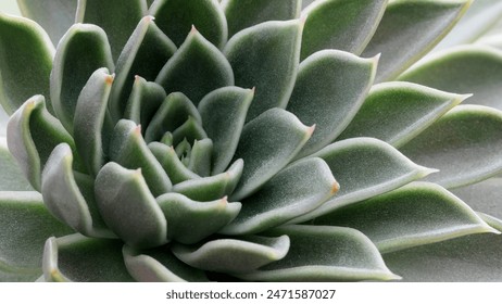 Close up on green succulent plant texture 库存照片